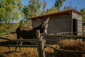 Agriturismo Sa Mandra img38