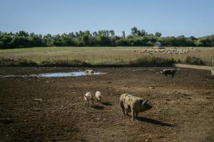 Agriturismo Sa Mandra img39
