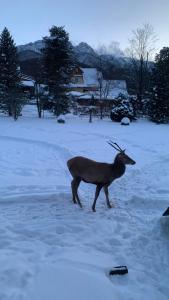 Apartament Gawra Zakopane