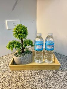 Nyli Minimalist Suite