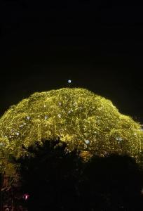 The Bougainvilla Homestay