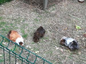 Au soleil de la Baie