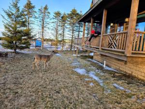 4 BR: Timbers #1 Stand alone Cabin