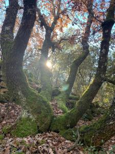 "Le Repos Des Chênes" Gorges du Verdon
