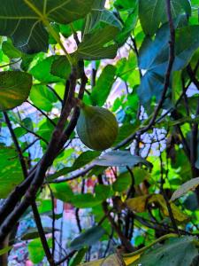 Refugio rústico en casa de campo-Céntrico
