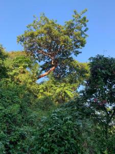 Frondavista San Pancho