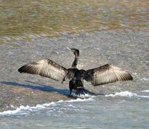 PILIBHIT FOREST AND FEASt