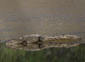 PILIBHIT FOREST AND FEASt