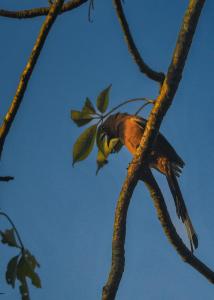 PILIBHIT FOREST AND FEASt