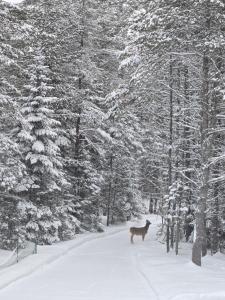 Chalet COEUR de loup avec spa