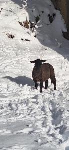 Farmhouse Rosehip Flower Romania Brasov
