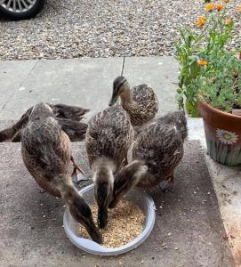Nana Ducks Cottage, Thirsk, North Yorkshire