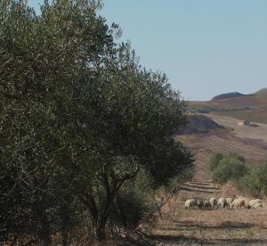 Agriturismo Masseria Castellana