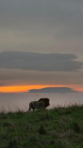 Olgosua Homestay Maasai Mara