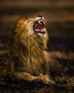 Olgosua Homestay Maasai Mara