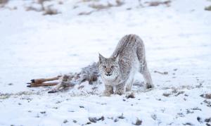 Det Vita Huset Gubbhögen