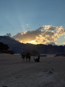 Aseel camp rum