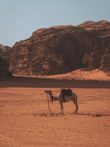 Aseel camp rum
