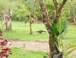 Cabaña lago Río Celeste