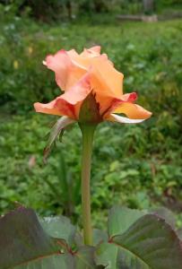 Suite Campestre Sauna Jacuzzi