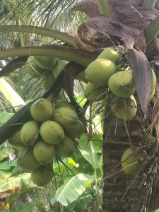 Fadel Bungalow ฟาดิลบังกะโล