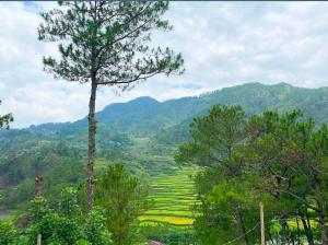 Glamping Cabins in the Sky!