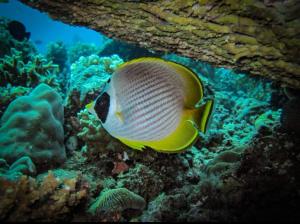 Hello Kitty Dome Beach Resort Dauin