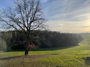 Les Libellules