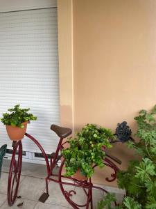 Olive Grove Family Home