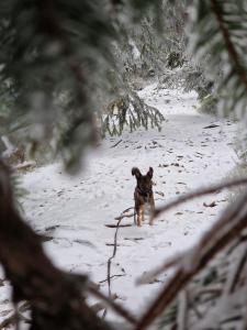 Biała Perła Residence Czarna Góra
