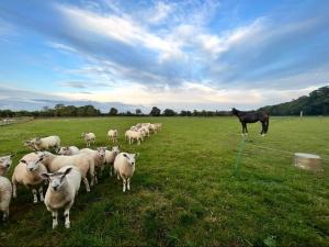 The Studio at Bluebell Barn