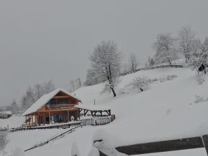 Cabana de sub mesteceni