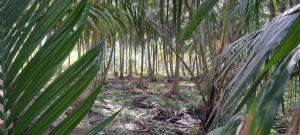 Sthala Organic Farm Stay