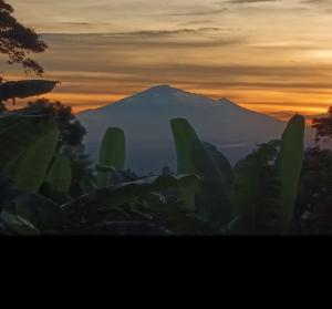 Kilimanjaro Forest Lodge and Camping Site