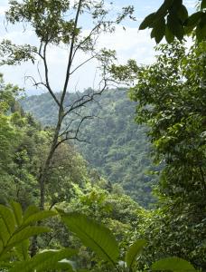 Kilimanjaro Forest Lodge and Camping Site