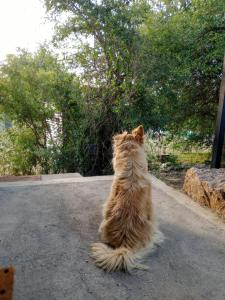 Departamento BOUTIQUE en las sierras con pileta y parrilla - Entorno Natural - Pet friendly