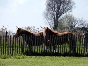 Apartment in Nieuwpoort with garden