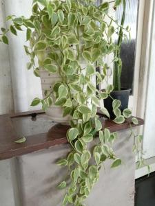 Green City Villa Negombo