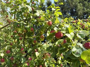 Charming red cottage in Vaderstad SE10024