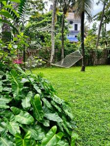 Mi Surf Hostel Mirissa