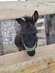 Eco Villa Solus with pool