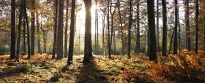 Sway Road, Brockenhurst, Hampshire, SO42 7SH, England.