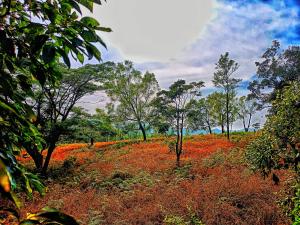 Heavenly natures stay Coorg