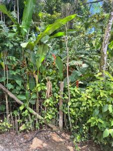 Casa Ágata Piscina à Beira do Rio na Mata, Camburi