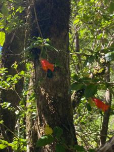 Casa Bosque de Molco