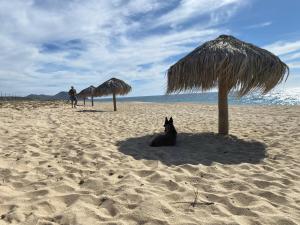 Villa Gardenia - Oceanfront Casa Cactus