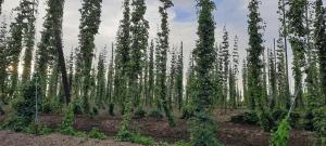 La belle échappée & Romance