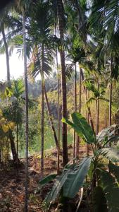 Shivsagar Homestay Alibaug