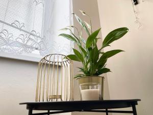 Cosy flat in city center - right bellow Špilberk castle