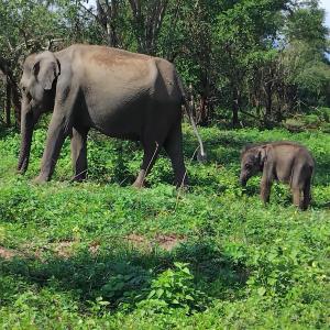 Gramatic Cottage Udawalawe